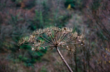 close up of pine cones