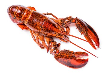 lobster on a white background