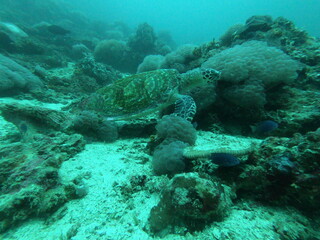 Fototapeta na wymiar turtle sea swims in blue water