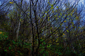 Obraz premium trees in the autumn