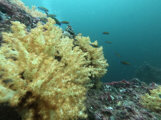 Naklejka na ściany i meble Coral Reef and Tropical Fish in Thailand fish. Beautiful Undersea world. Beautiful Blue water.