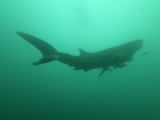 Fototapeta premium Whale shark swims in blue water