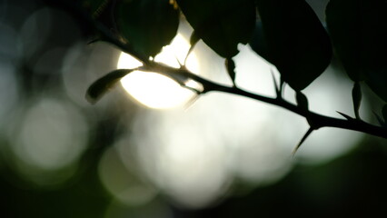 The silhouette of bamboo and leaves And the bokeh of the evening sun.