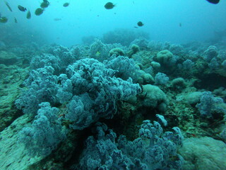 Fototapeta na wymiar Coral Reef and Tropical Fish in Thailand fish. Beautiful Undersea world. Beautiful corals. A lot of fish. Blue water.