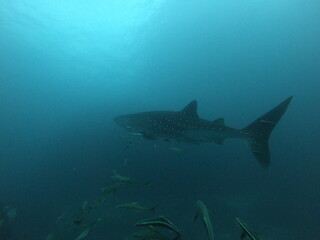 Whale shark swims in blue water