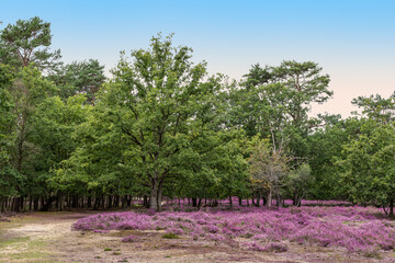 Beautiful Belgian heather forest landscape.
