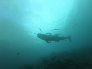 Obraz premium Whale shark swims in blue water