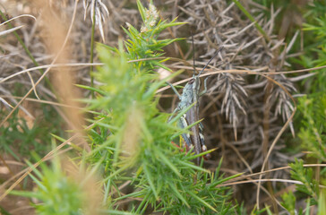 grasshopper hidden in the grass