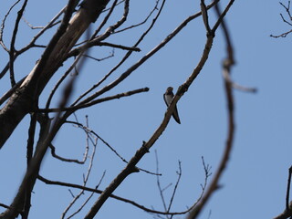A swallow sits on tree in european Goczalkowice town at Silesian district in Poland, clear blue sky in 2020 warm sunny spring day on June.