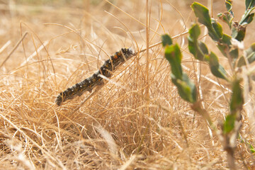 caterpillar climbing up the grass