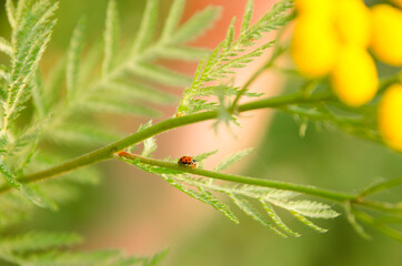 Fototapeta premium ladybug on a leaf