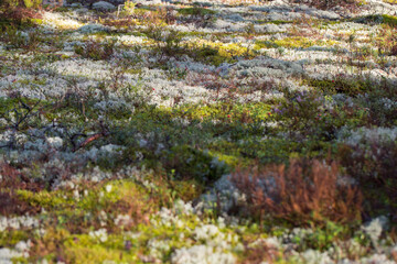 colored moss grows in the forest