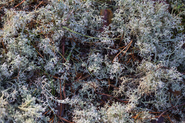 gray moss grows in the forest