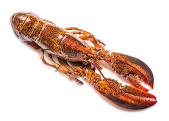 Cooked lobster isolated on white,Steam Canadian lobster isolated on white background.
