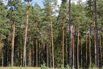 Fototapeta na wymiar pine forest in the sun in summer