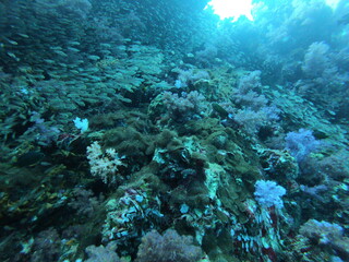 Coral Reef and Tropical Fish in Thailand fish. Beautiful Undersea world. Beautiful Blue water.