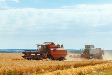 Fototapeta premium Two combines harvests ripe wheat in the grain field.