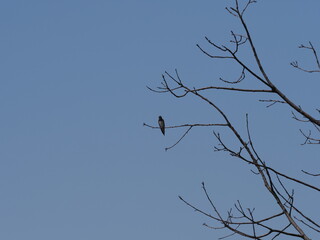 One swallow sits on tree in european Goczalkowice town at Silesian district in Poland, clear blue sky in 2020 warm sunny spring day on June.