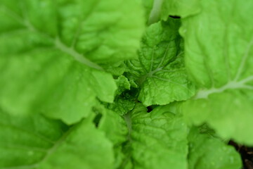 Organic green leafy vegetables Planted next to the house
