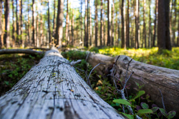 Forest blur background with log