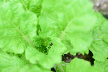Green fresh vegetables in the elephant home garden