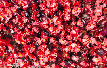 flowers begonia flowers from above