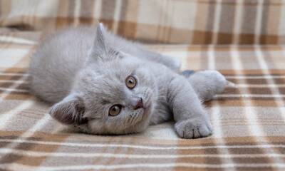 Purebred British shorthair cat. cat smoky colour. small cute kitten lies on a warm blanket and looks forward