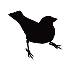 a sparrow body silhouette vector