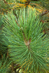 Naklejka na ściany i meble the pine branch with long green needles.