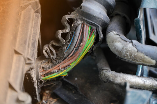 Damage On Rubber Of Electricity Wire In The Car From Rat Bite	