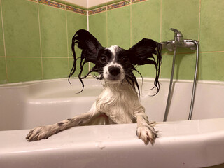 Portrait of a pet. Funny photo of a wet papillon puppy in the bathroom. Wet little dog peeking out of the bathtub. Pet concept.