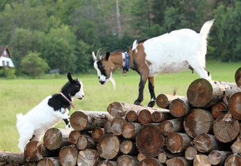two goats on a pile of wood