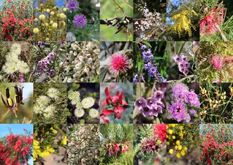 Naklejka premium Decorative collage design of rare pink and pastel wild flowers spider orchid, curry plant, pixie mops, daisy, sun dews, and milkmaids of Manea Park Bunbury Western Australia in spring glory.