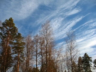 Fototapeta na wymiar sky and trees