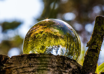 Glaskugel im Wald