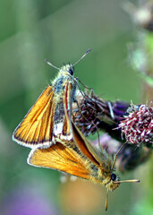butterfly on a flower