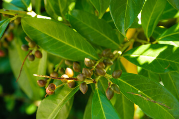 Helle, unreife giftige Beeren an einem Busch Lorbeerkirsche / Kirchlorbeer (Lat.: Prunus laurocerasus) zwischen großen Blättern