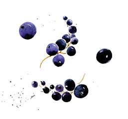 Black currant. Hand drawn watercolor illustration on white background.