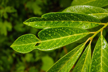 Regentopfen auf den Blättern der Gartenpflanze Lorbeerkirsche / Kirchlorbeer (Lat.: Prunus laurocerasus)
