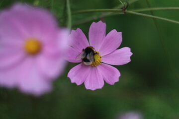 A close up of a flower
