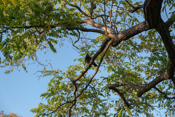 tree branches against blue sky