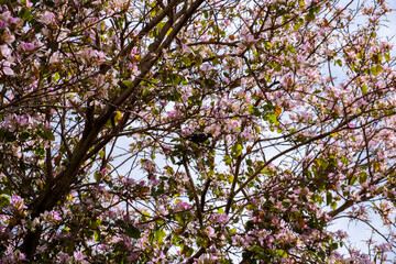 pink cherry blossom