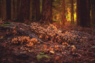 in the forest - small mushroom villages start to grow again - smurfs village