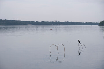 swan on the lake