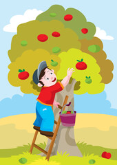 boy in the autumn picks apples from the apple tree, holding a ladder to the tree, cartoon illustration, vector,