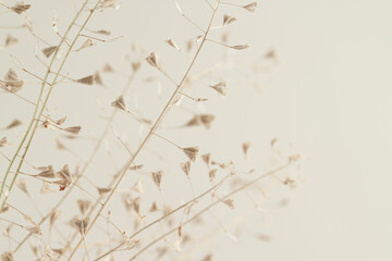 Little beige flower dry lady's-purse buds bouquet with side view for romantic macro nature wallpaper or invitation