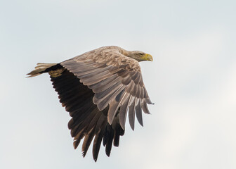 Seeadler