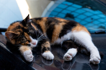 cat