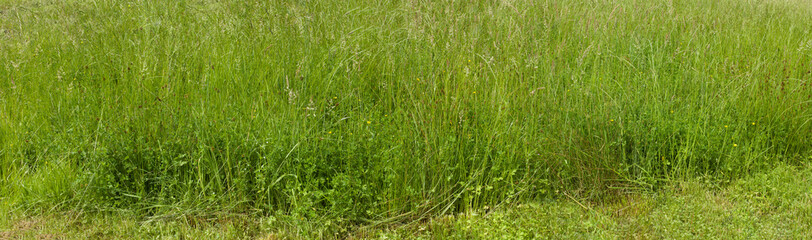grass meadow