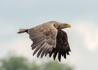 Seeadler